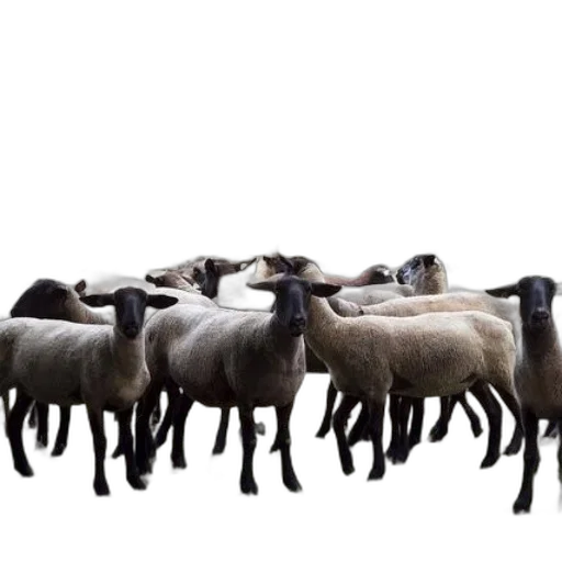 animal, staff, herd, sheep transparent PNG cut-out