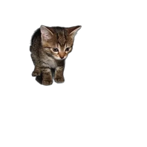 animal, creature, staff, weapon transparent PNG cut-out