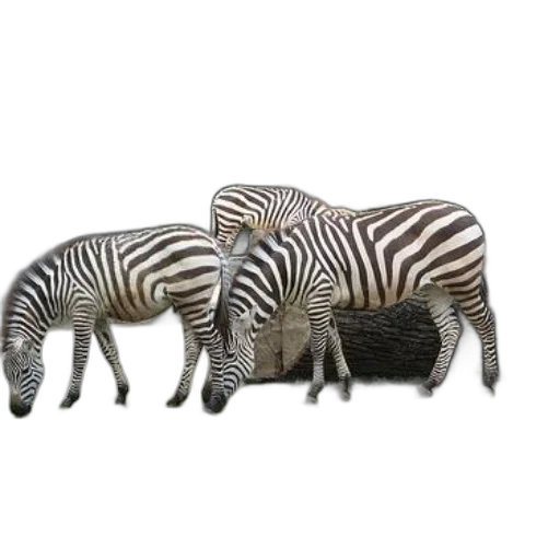 animal, furniture, jewelry, creature transparent PNG cut-out