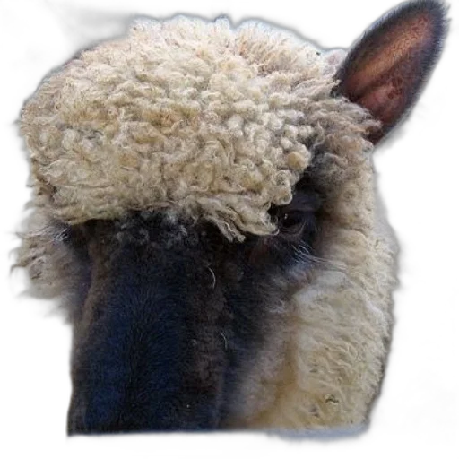 hat, animal, face, mask transparent PNG cut-out