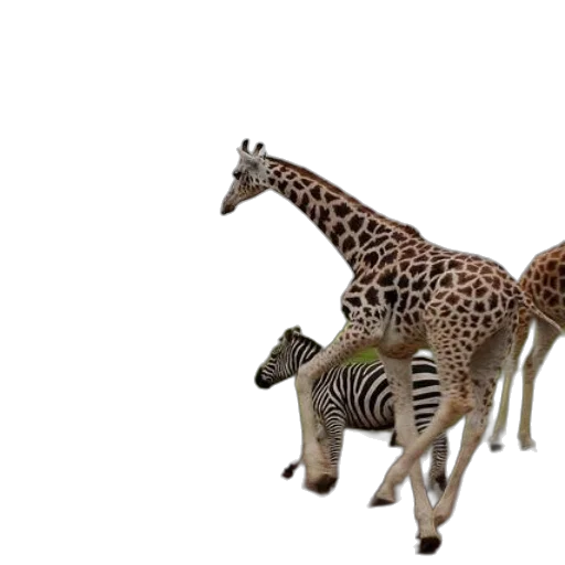 animal, creature, furniture, jewelry transparent PNG cut-out