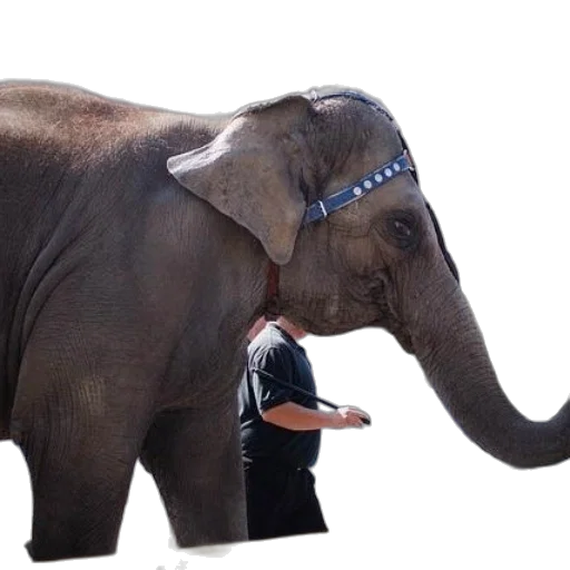 animal, staff, creature, concept art transparent PNG cut-out