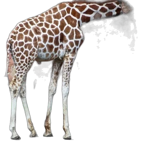 animal, creature, umbrella, weapon transparent PNG cut-out