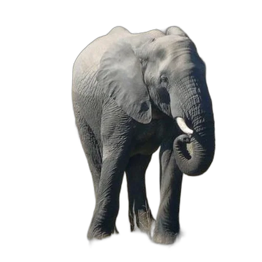 animal, creature, staff, face transparent PNG cut-out