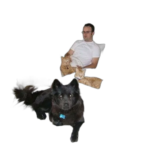 staff, animal, creature, furniture transparent PNG cut-out