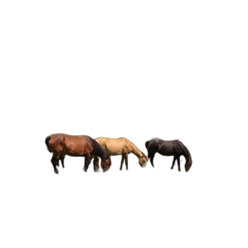 animal, furniture, hair, creature transparent PNG cut-out