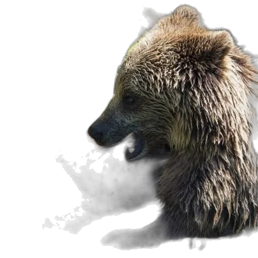 animal, creature, photorealistic, concept art transparent PNG cut-out