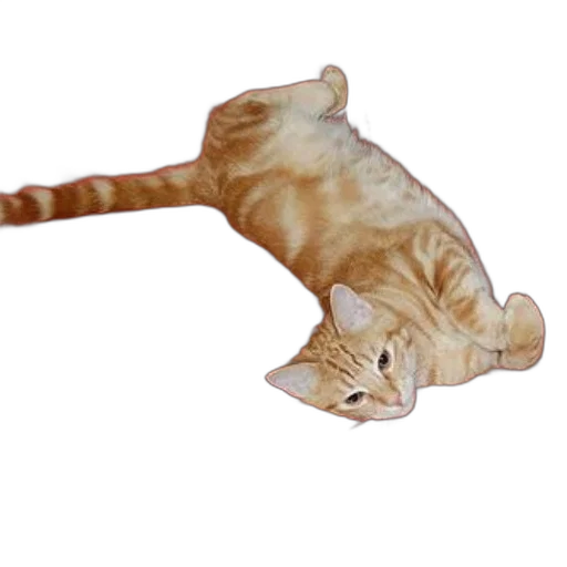 staff, animal, creature, weapon transparent PNG cut-out