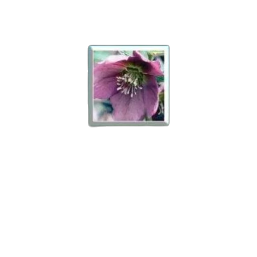flower, crown, jewelry, hat transparent PNG cut-out