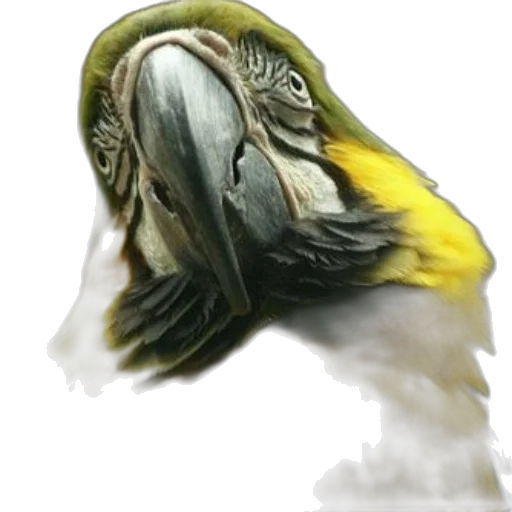 animal, mask, face, staff transparent PNG cut-out