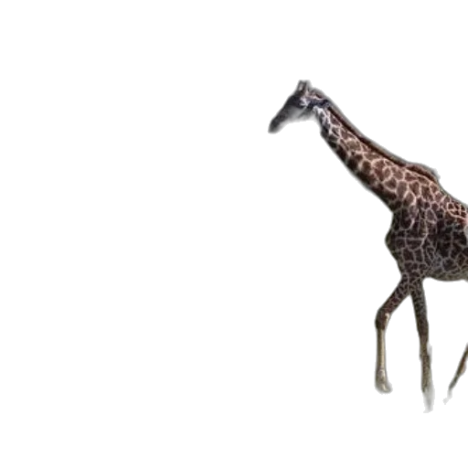 animal, creature, staff, umbrella transparent PNG cut-out