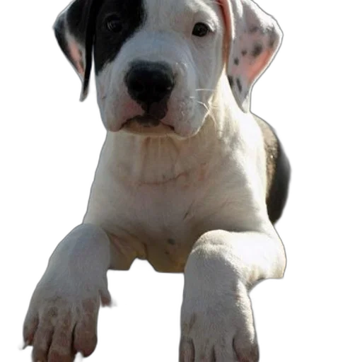 animal, staff, creature, weapon transparent PNG cut-out