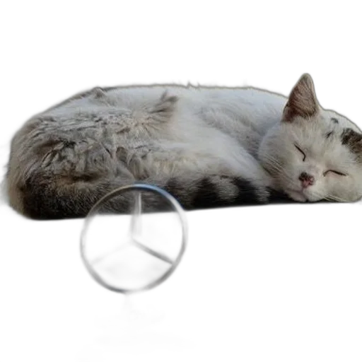 jewelry, car, animal, staff transparent PNG cut-out