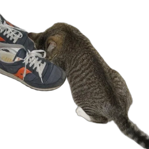 shoes, animal, creature, staff transparent PNG cut-out