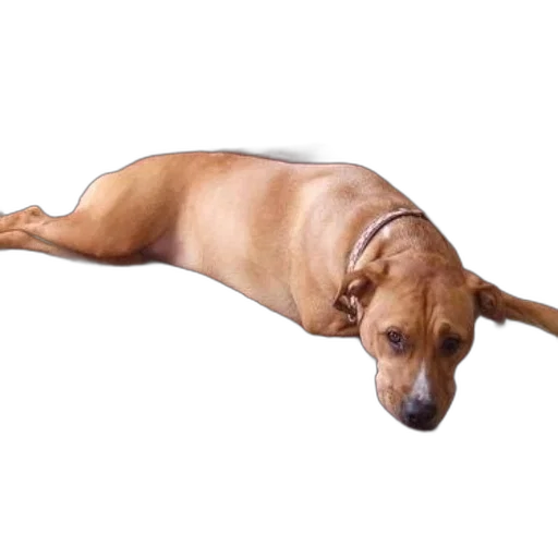 animal, creature, staff, shoes transparent PNG cut-out