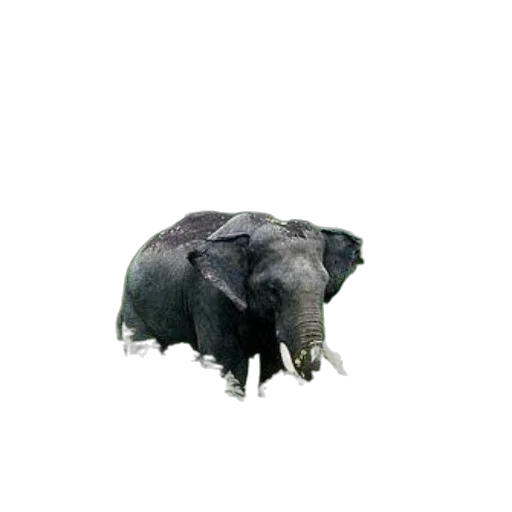 animal, creature, hat, mask transparent PNG cut-out