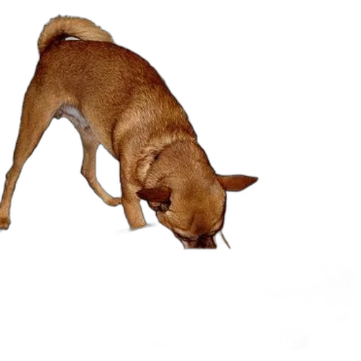 animal, staff, creature, weapon transparent PNG cut-out