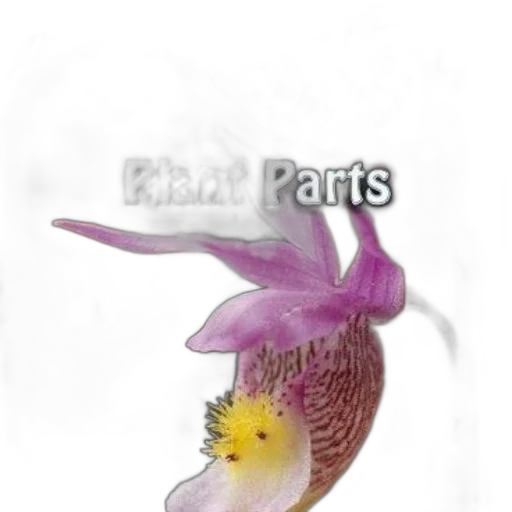 animal, flower, jewelry, staff transparent PNG cut-out
