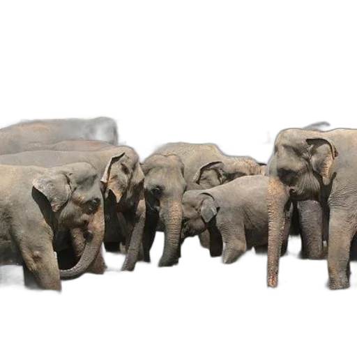 animal, 3d render, concept art, elephants transparent PNG cut-out