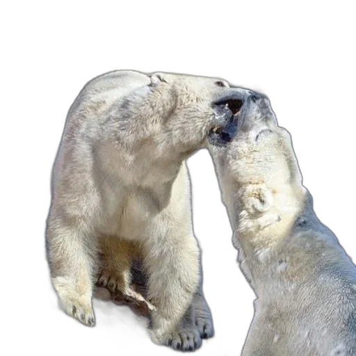 animal, photorealistic, concept art, snow transparent PNG cut-out