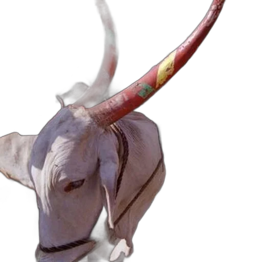 staff, animal, weapon, dragon transparent PNG cut-out
