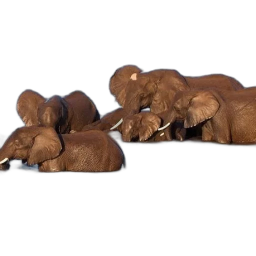 animal, furniture, food, hair transparent PNG cut-out