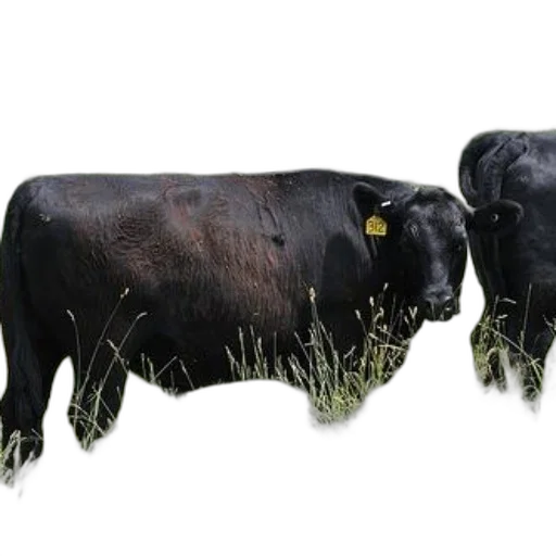 animal, food, photorealistic, 3d render transparent PNG cut-out