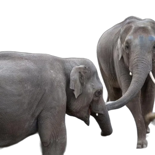 animal, 3d render, photorealistic, concept art transparent PNG cut-out