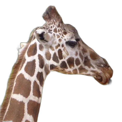 animal, creature, face, staff transparent PNG cut-out