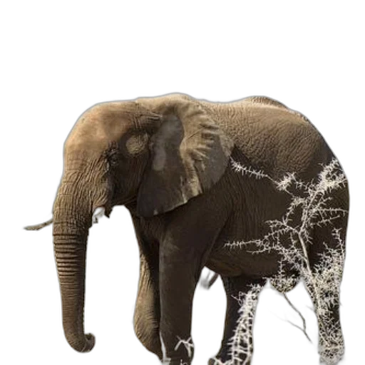 animal, creature, staff, photorealistic transparent PNG cut-out