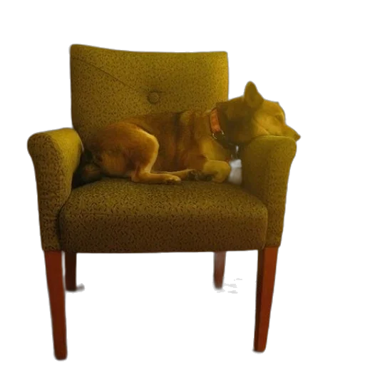 furniture, staff, animal, creature transparent PNG cut-out