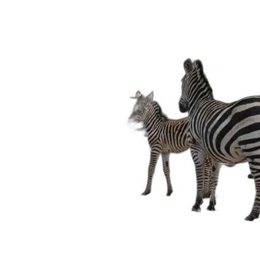 animal, creature, furniture, jewelry transparent PNG cut-out