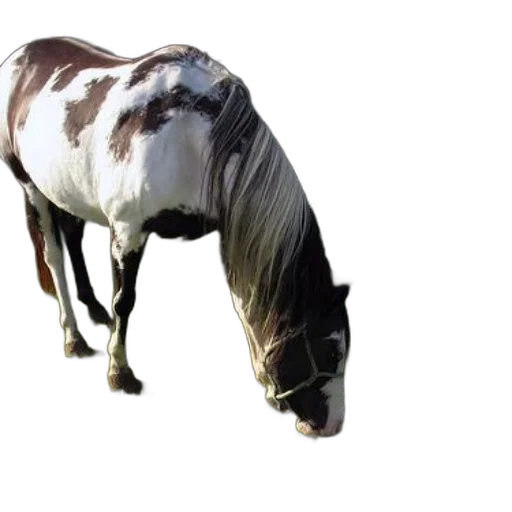animal, creature, jacket, hair transparent PNG cut-out