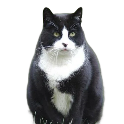 animal, staff, creature, crown transparent PNG cut-out