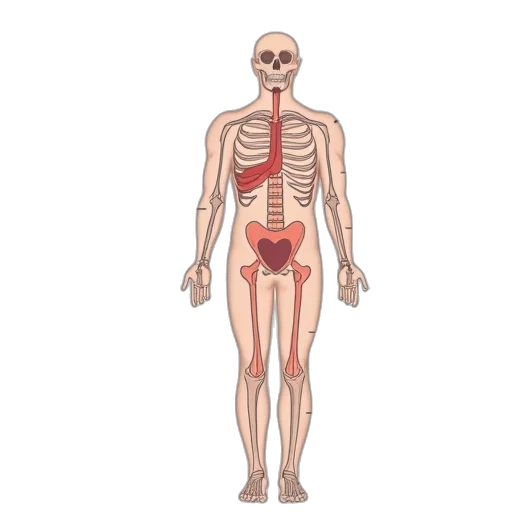 robot, concept art, diagram, shows transparent PNG cut-out