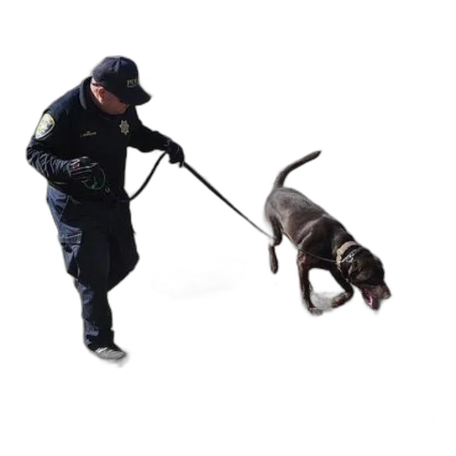 staff, weapon, animal, creature transparent PNG cut-out
