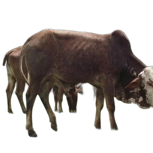 animal, creature, food, face transparent PNG cut-out