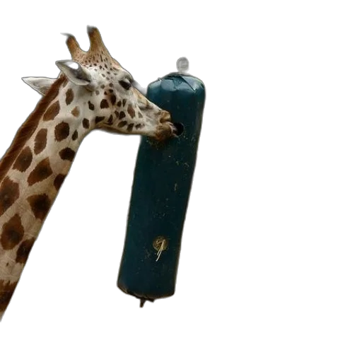 bottle, staff, animal, weapon transparent PNG cut-out