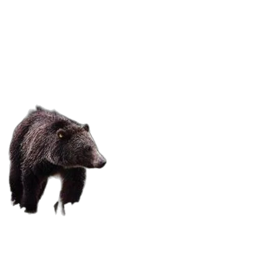 animal, creature, staff, hat transparent PNG cut-out