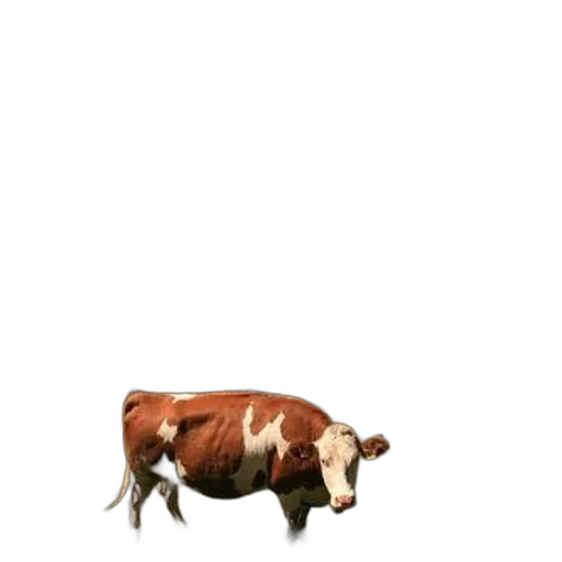 animal, creature, food, car transparent PNG cut-out