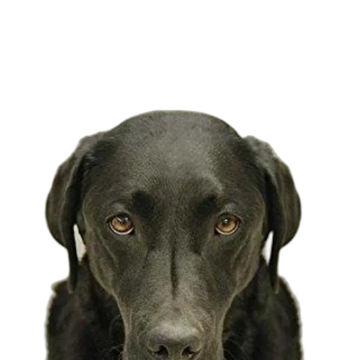 animal, staff, face, creature transparent PNG cut-out
