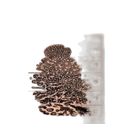 crown, tree, jewelry, hair transparent PNG cut-out