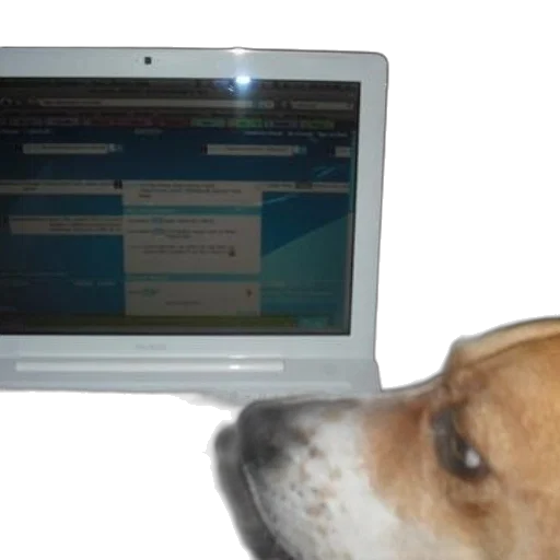 staff, dog, looking, laptop transparent PNG cut-out