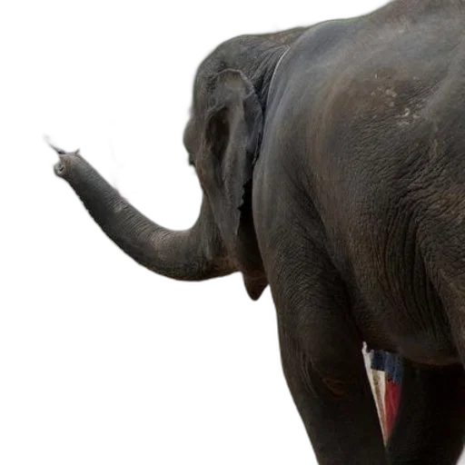 animal, elephant, painting, easel transparent PNG cut-out