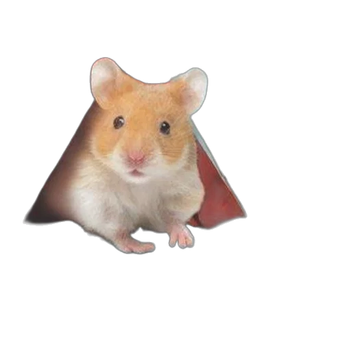 animal, hat, creature, umbrella transparent PNG cut-out