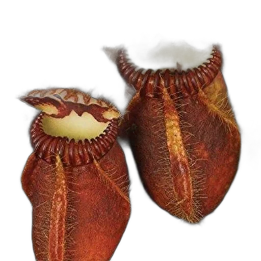 creature, animal, food, hat transparent PNG cut-out