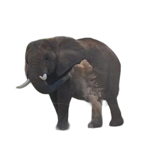 animal, creature, staff, weapon transparent PNG cut-out