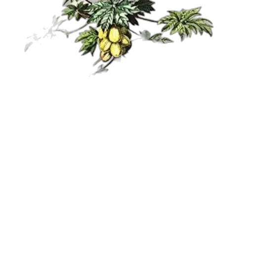 crown, weapon, flower, staff transparent PNG cut-out