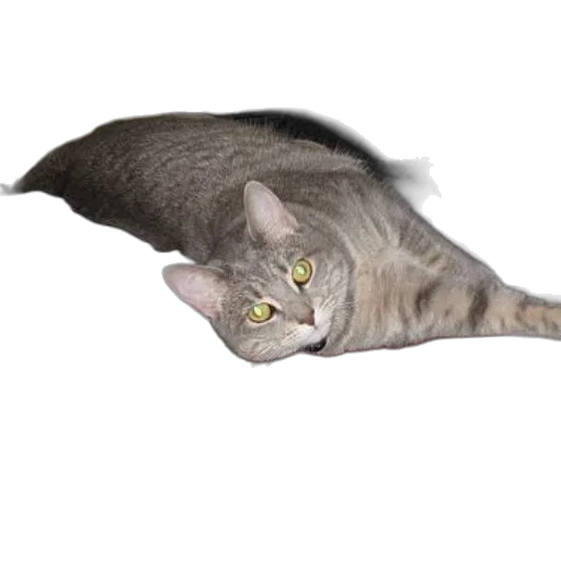 animal, creature, staff, weapon transparent PNG cut-out