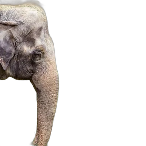 animal, creature, photorealistic, 3d render transparent PNG cut-out